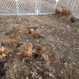 ISA Brown Chicks Ready for New Homes in Wausau, wi