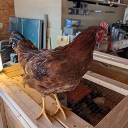 Rhode Island Red Cockerels Available for Giveaway in Wausau, wi