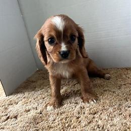 Cavalier Puppies Available for Adoption in Watertown, wi