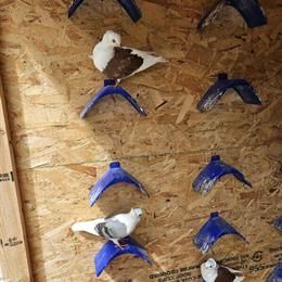 German Owl and Iraqi Pigeons for Sale in Dearborn, mi