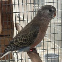 Male Bourke Parakeet Split Lutino for Breeding in Naugatuck, ct