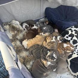 Bulldog Puppies Ready for Forever Homes in Michigan in Oxford, mi