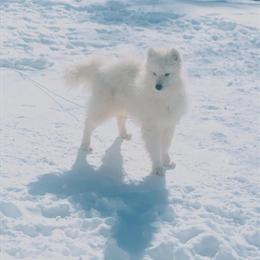 Male AKC Samoyed, 1 Year Old with Champion Bloodlines in Roanoke, va