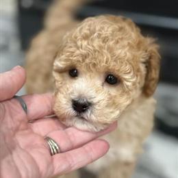 Micro Mini Goldendoodle Puppies Available for Deposit in Grand Rapids, mi