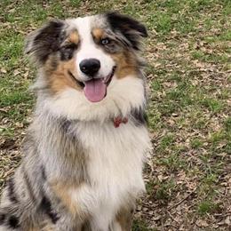Mini & Toy Australian Shepherd Stud Services Available in Scottsboro, al