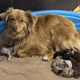 Mini Australian Shepherd Puppies with ASDR Registration in Scottsboro, al