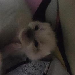 Siamese Kittens Available in Detroit, mi