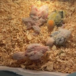 Fischer's Lovebird - Opalino Lutino in Miami, fl