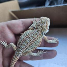 Bearded Dragon Babies for Sale - Hypo and Leatherback Varieties in Fostoria, oh