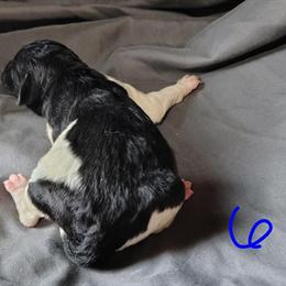 AKC Standard Parti Poodle Zion Ready May 18th in Dover, oh