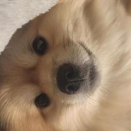 Pomeranians Need Loving Homes in Rockford, mi