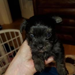 Biewer Yorkie Puppies Available - 2 Unique Toy Puppies in Palm Coast, fl