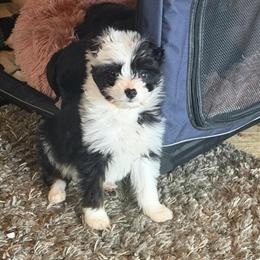 9 Week Old Toy Aussie Doodle Ready for a New Home in Saginaw, mi
