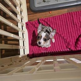 Merle Male Chihuahua Puppies for Sale in Mount Joy, pa