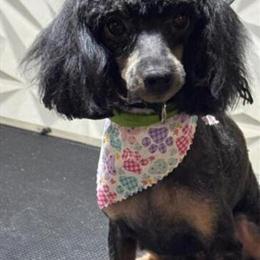 Phantom Toy Poodle Stud Available in Livonia, mi