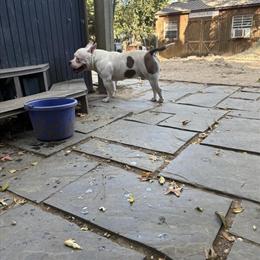 Male American Bully Available in Richmond, va