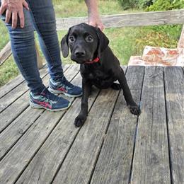 Female Rottweiler Puppy - 5 Months Old in Oscoda, mi