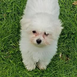 Bichon Frise Toy Size Female Puppy for $900 in Waynesburg, pa