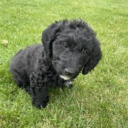 Miniature Labradoodles Available for Adoption in Grabill, in