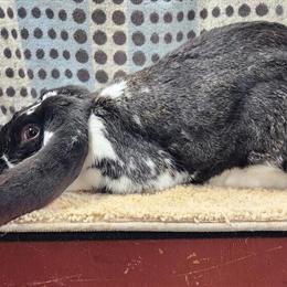 English Lop Rabbit for Sale in Ypsilanti, MI in Ypsilanti, mi