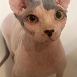 Sphynx Cats for Companionship and Emotional Support in Orlando, fl