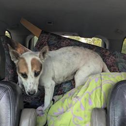 Jack Russell Female for Adoption in Oscoda, mi