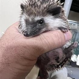 Hedgehogs for Sale in Neenah, Wisconsin in Neenah, wi