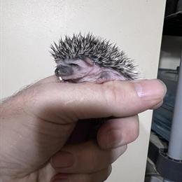 Hedgehogs Available from Experienced Breeder in Neenah, wi
