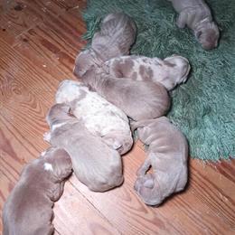 Red Merle Australian Shepherd Puppies Available in Houston, tx