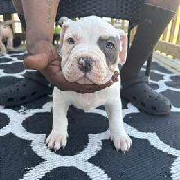 Male Pit Bull Puppy for Sale in Mayodan, nc