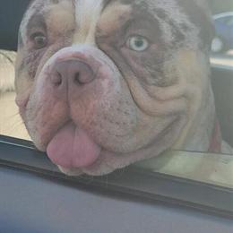 Chocolate Merle Female Dog, 3 Years Old in Cincinnati, oh