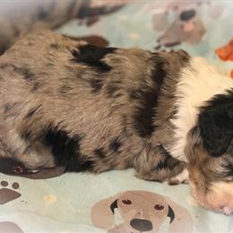 Mini Aussiepoo Puppies Available for Reservation in Spartanburg, sc