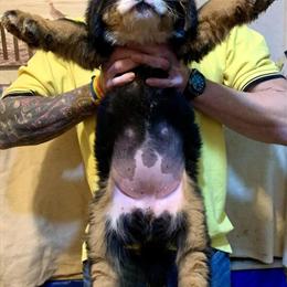 Bernese Mountain Dog Puppy Available in Spartanburg, sc