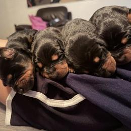 Doberman Puppies Available in Brandon, fl