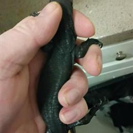 Asian Water Monitors - Black Dragon for Rehoming in Grand Rapids, mi