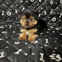 Henry - Ready for a New Home in Royal Oak, mi