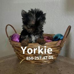 Teacup Yorkshire Terrier - Sweet and Playful Baby Boy in Panama City, fl