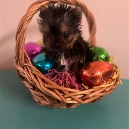 Teacup Yorkshire Terrier - Playful and Sweet in Panama City, fl