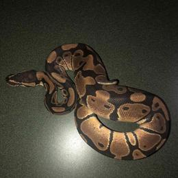 Male Yellow Belly Het Clown Ball Python Ready for a New Home in Shelby, nc