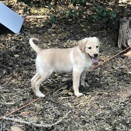 Labrador Retriever Puppies Ready for Forever Homes in Shelby, nc