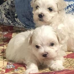 Maltese Puppies Ready for Easter in Shelby, nc