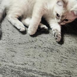 Siamese Kitten Ready for a Loving Home in Dearborn Heights, mi