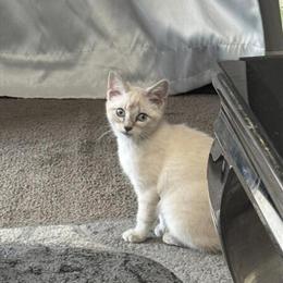 Siamese Kitten - 16 Weeks Old and Ready for a Loving Home in Dearborn Heights, mi