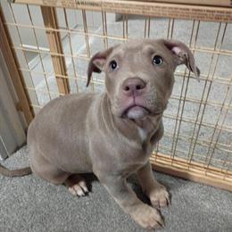 Female Bully Puppies for $300 in Lebanon, in
