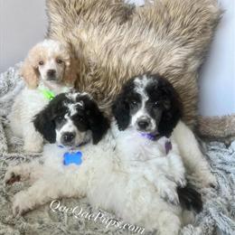 Poodle Puppies Ready for Pickup in Ann Arbor, mi