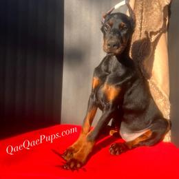 AKC Doberman Pinscher Puppy Available in Ann Arbor, mi