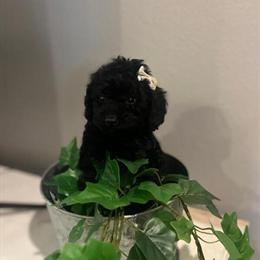 Poodle Puppies Available in Panama City, fl