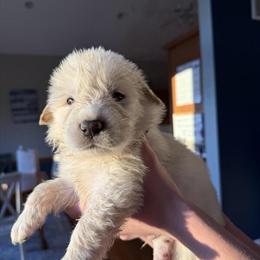 Great Pyrenees Puppies Ready for New Homes April 21 in Fowlerville, mi
