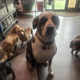 Catahoula Leopard Dog for Adoption in Cleveland, oh