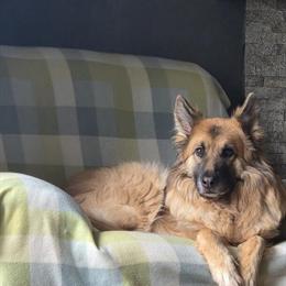 Shepherd Winnie Needs a Loving Home in Canton, oh